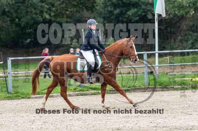 Goldene Schärpe 2020 - Pferde