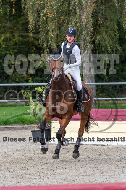 Goldene Schärpe 2020 - Pferde