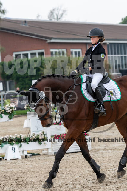 Goldene Schärpe 2020 - Pferde