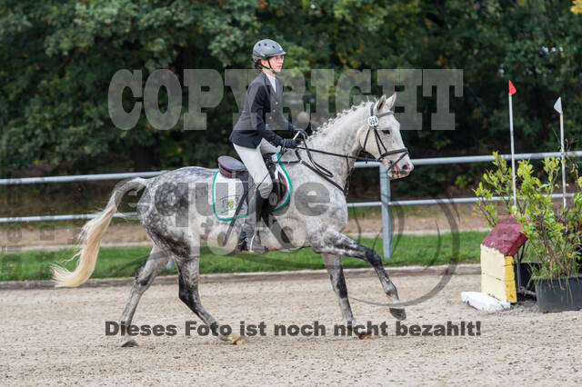 Goldene Schärpe 2020 - Pferde