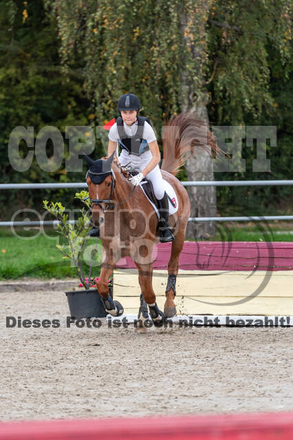 Goldene Schärpe 2020 - Pferde