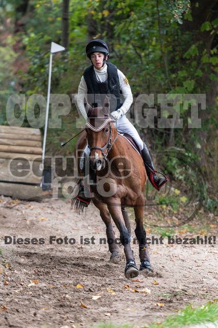 Goldene Schärpe 2020 - Pferde