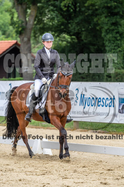 Goldene Schärpe 2021 - Ponys