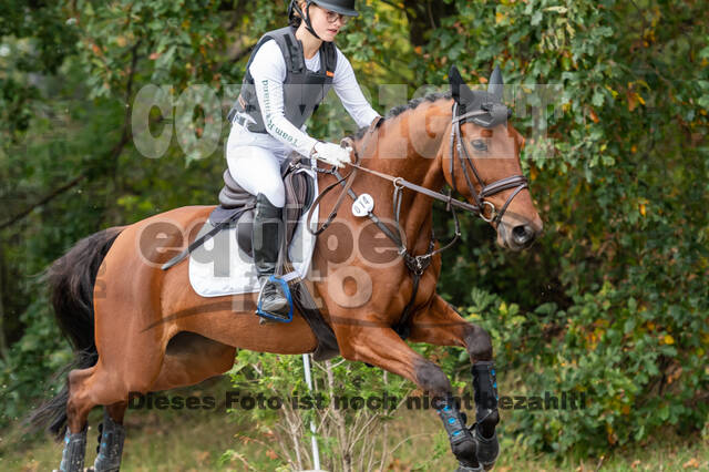 Goldene Schärpe 2020 - Pferde