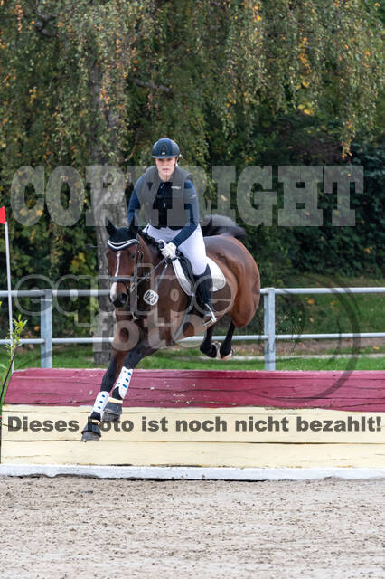 Goldene Schärpe 2020 - Pferde