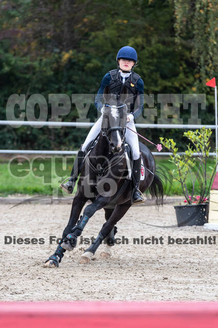 Goldene Schärpe 2020 - Pferde