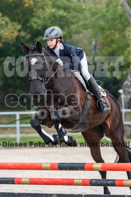 Goldene Schärpe 2020 - Pferde