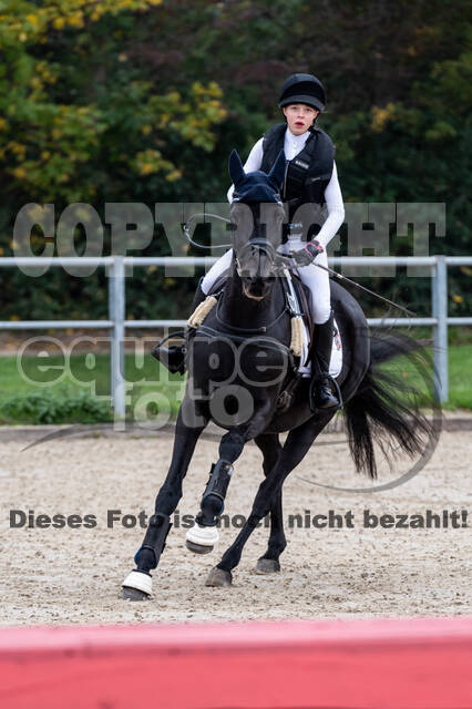 Goldene Schärpe 2020 - Pferde