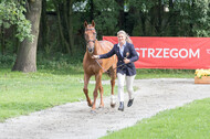 FEI European Championship Eventing 2017