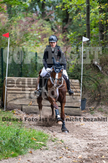 Goldene Schärpe 2020 - Pferde