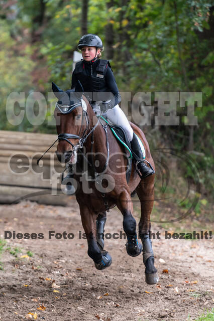 Goldene Schärpe 2020 - Pferde