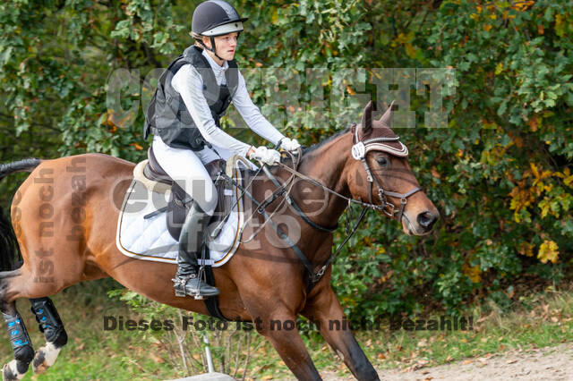 Goldene Schärpe 2020 - Pferde