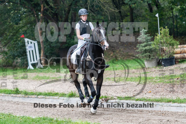 Goldene Schärpe 2020 - Pferde