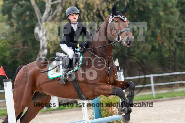 Goldene Schärpe 2020 - Pferde