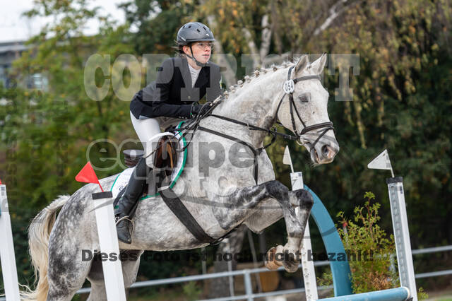 Goldene Schärpe 2020 - Pferde