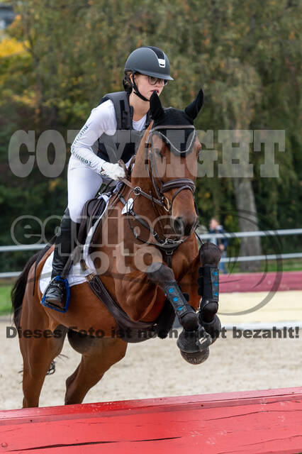 Goldene Schärpe 2020 - Pferde