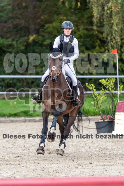 Goldene Schärpe 2020 - Pferde