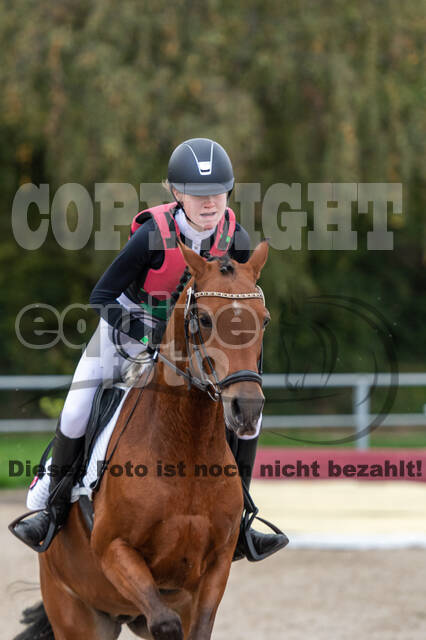 Goldene Schärpe 2020 - Pferde