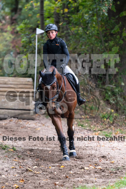 Goldene Schärpe 2020 - Pferde