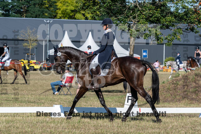 Kronenberg - De Peelbergen (August 2020)