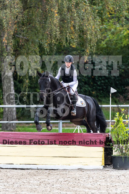 Goldene Schärpe 2020 - Pferde