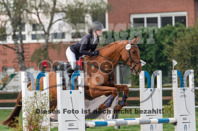 Goldene Schärpe 2020 - Pferde