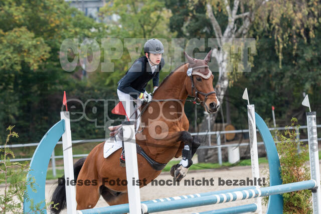 Goldene Schärpe 2020 - Pferde