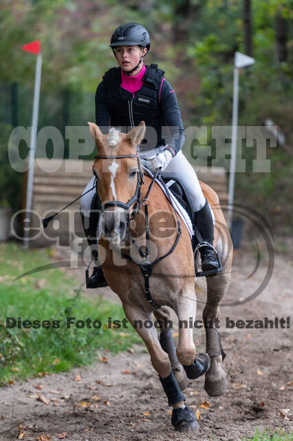 Goldene Schärpe 2020 - Pferde