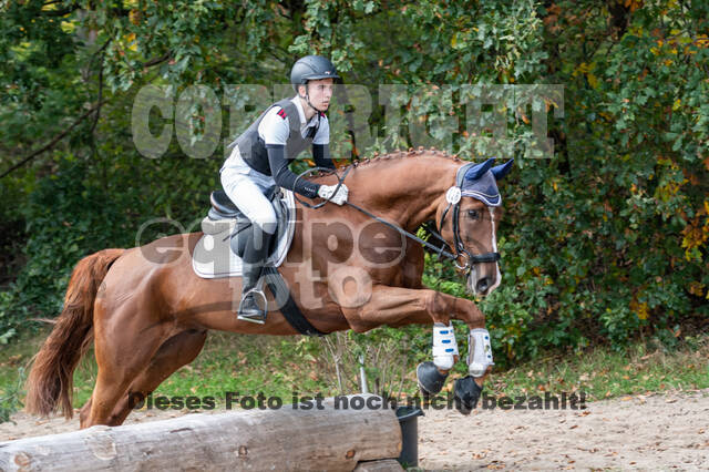 Goldene Schärpe 2020 - Pferde