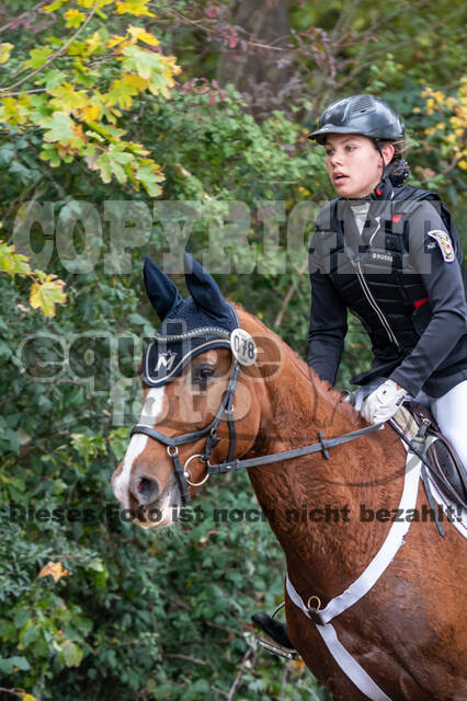 Goldene Schärpe 2020 - Pferde