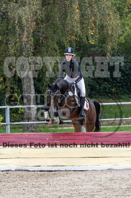 Goldene Schärpe 2020 - Pferde