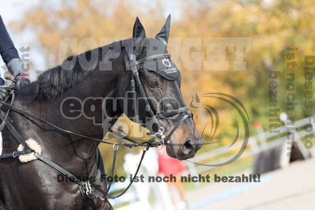 IGV Lehrgang der Sieger der Cups mit Frank Ostholt