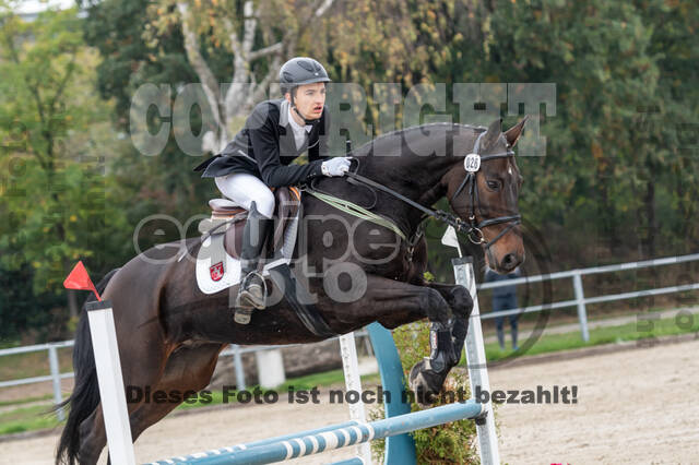 Goldene Schärpe 2020 - Pferde