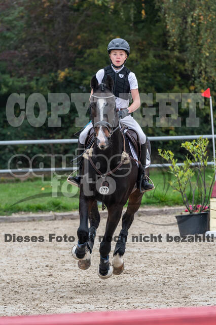 Goldene Schärpe 2020 - Pferde