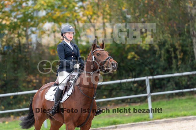 Goldene Schärpe 2020 - Pferde