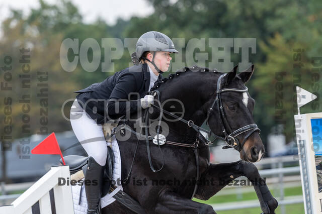 Goldene Schärpe 2020 - Pferde