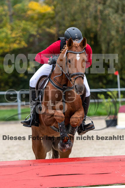 Goldene Schärpe 2020 - Pferde