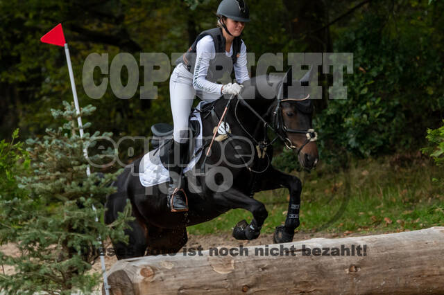 Goldene Schärpe 2020 - Pferde