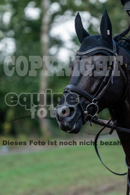 De Peelbergen (August 2020)