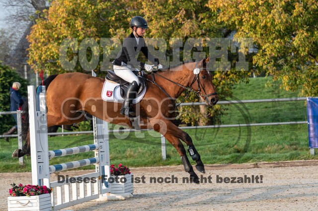 Goldene Schärpe 2020 - Pferde