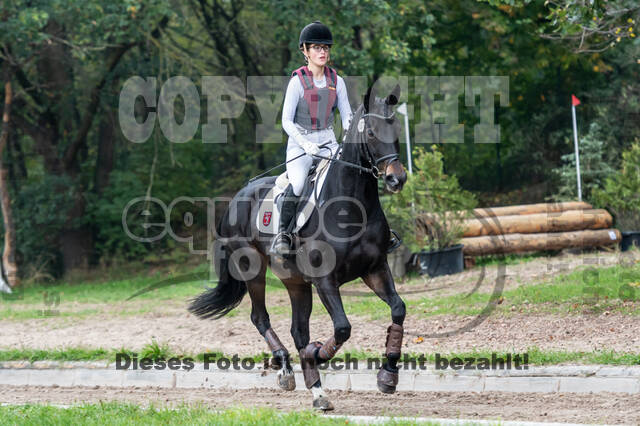 Goldene Schärpe 2020 - Pferde