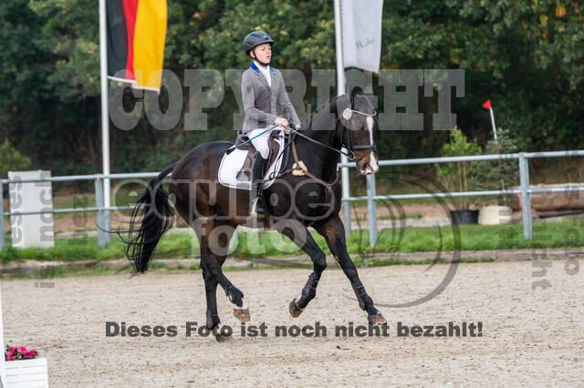 Goldene Schärpe 2020 - Pferde