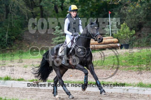 Goldene Schärpe 2020 - Pferde