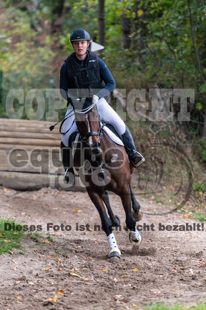 Goldene Schärpe 2020 - Pferde