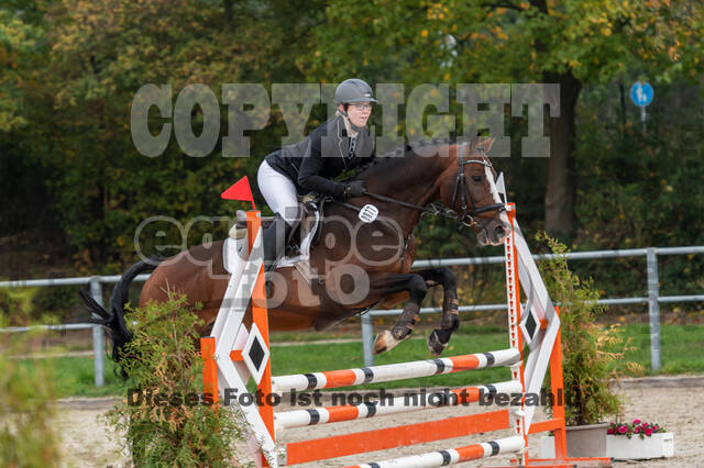 Goldene Schärpe 2020 - Pferde