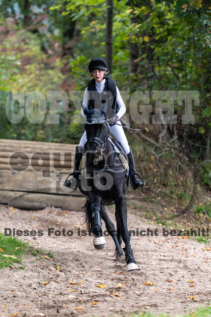 Goldene Schärpe 2020 - Pferde