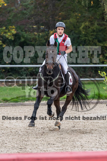 Goldene Schärpe 2020 - Pferde