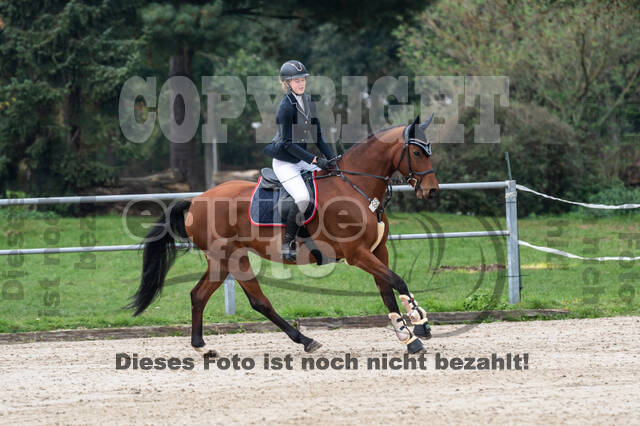 Goldene Schärpe 2020 - Pferde