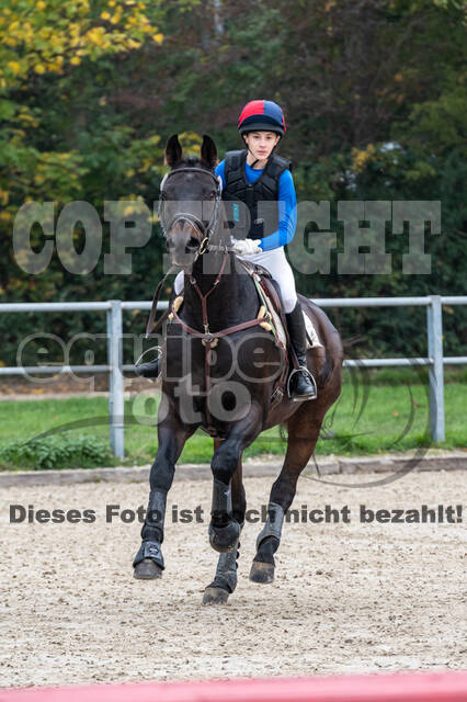 Goldene Schärpe 2020 - Pferde