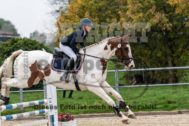 Goldene Schärpe 2020 - Pferde